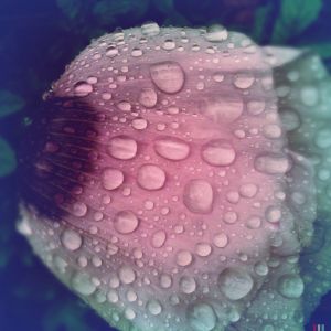 The Four Points are Thus Beheld