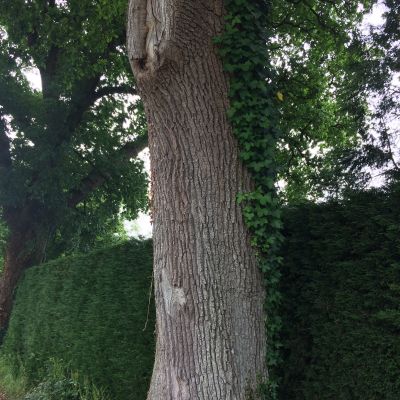 Fun, Fitness and Families - 