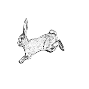 Agile Rabbit
