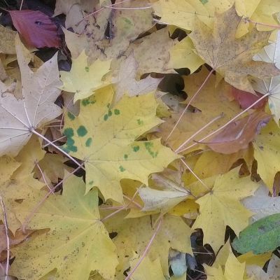 Our Community - Dartington and Totnes