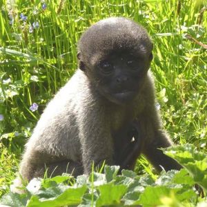 The Sanctuary Tails Show